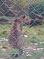 Panthere de l'Amour - Panthera pardus orientalis (cla Mammiferes) (ord Carnivores) (fam Felides) (01)